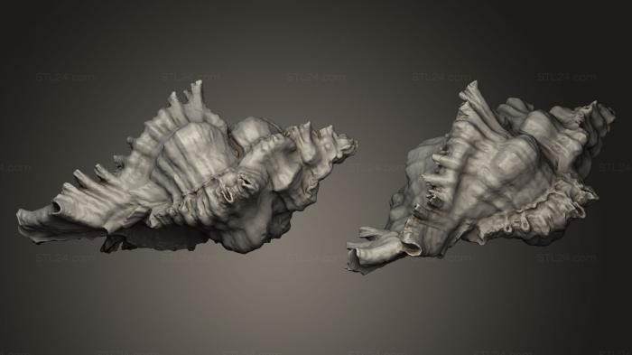 Камни и ракушки (Ракушечное море, ROCKS_0025) 3D модель для ЧПУ станка